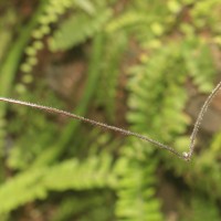 Adiantum caudatum L.