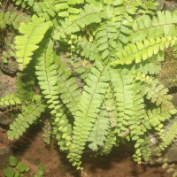 Adiantum caudatum L.