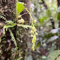 <i>Liparis elliptica</i>  Wight