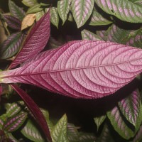 Strobilanthes auriculata var. dyeriana (Mast.) J.R.I.Wood