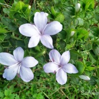 Barleria mysorensis B.Heyne ex Roth