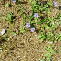 Murdannia striatipetala Faden