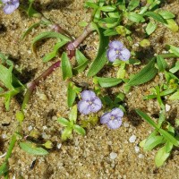 Murdannia striatipetala Faden