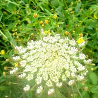 Daucus carota L.