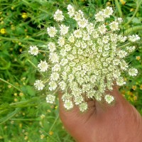 Daucus carota L.