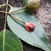 Commiphora caudata (Wight & Arn.) Engl.