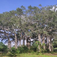 Ficus benghalensis L.