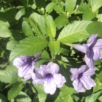 Ruellia tuberosa L.