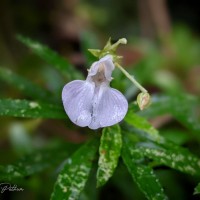 Impatiens linearis Arn.