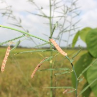 Aeschynomene indica L.