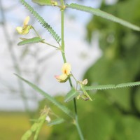 <i>Aeschynomene indica</i>  L.