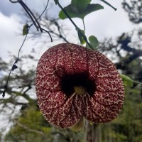 <i>Aristolochia littoralis</i>  Parodi