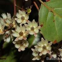 Elaeocarpus ceylanicus (Arn.) Mast..