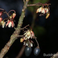 Elaeocarpus ceylanicus (Arn.) Mast..