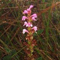 Satyrium nepalense D.Don