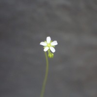 Drosera burmanni Vahl