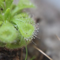 Drosera burmanni Vahl