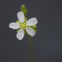 Drosera burmanni Vahl