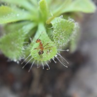 Drosera burmanni Vahl