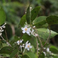 Doona ovalifolia Thwaites