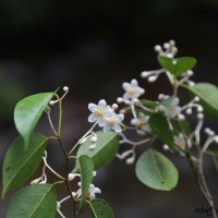 Doona ovalifolia Thwaites