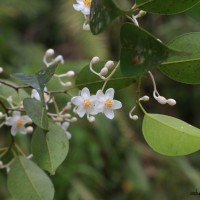 Doona ovalifolia Thwaites