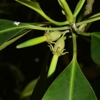 Bruguiera cylindrica (L.) Blume