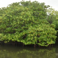 Rhizophora apiculata Blume