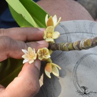 Rhizophora apiculata Blume