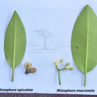 Rhizophora apiculata Blume