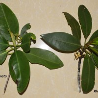 Rhizophora mucronata Poir.
