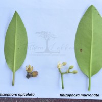 Rhizophora mucronata Poir.