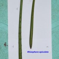 Rhizophora apiculata Blume