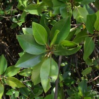 Rhizophora hybrid species