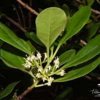 Scyphiphora hydrophylacea C.F.Gaertn.