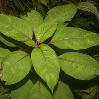 Impatiens taprobanica Hiern