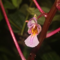 Impatiens taprobanica Hiern