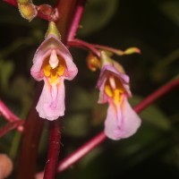 Impatiens taprobanica Hiern