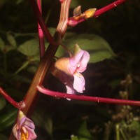 Impatiens taprobanica Hiern