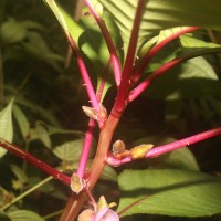 Impatiens taprobanica Hiern