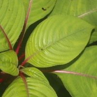 Impatiens taprobanica Hiern