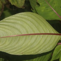 Impatiens taprobanica Hiern