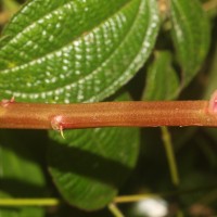 Impatiens taprobanica Hiern