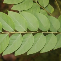 Phyllanthus acidus (L.) Skeels