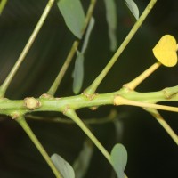 Phyllanthus acidus (L.) Skeels