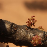 Phyllanthus acidus (L.) Skeels