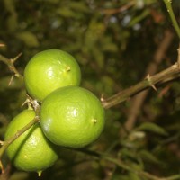 Citrus × aurantiifolia (Christm.) Swingle