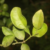 Citrus × aurantiifolia (Christm.) Swingle