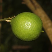 Citrus × aurantiifolia (Christm.) Swingle