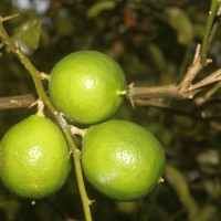 <i>Citrus </i>   aurantiifolia  (Christm.) Swingle